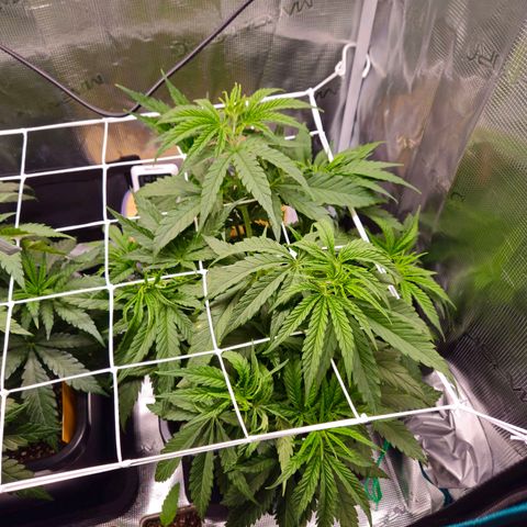 Benjis White Weed #1 growlog timeline photo