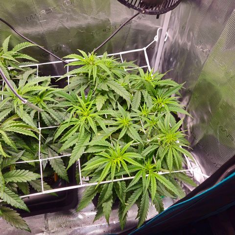 Benjis White Weed #1 growlog timeline photo