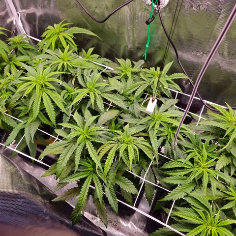 Benjis White Weed #3 growlog timeline photo