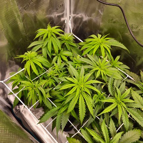 Benjis White Weed #2 growlog timeline photo