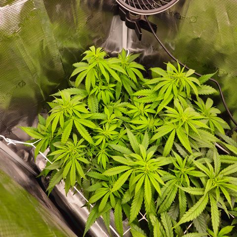 Benjis White Weed #2 growlog timeline photo