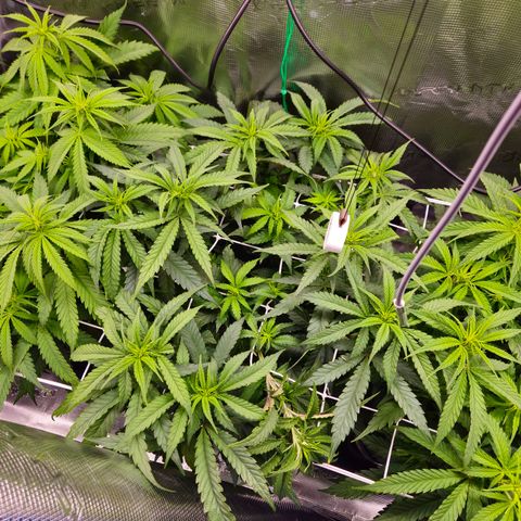 Benjis White Weed #3 growlog timeline photo