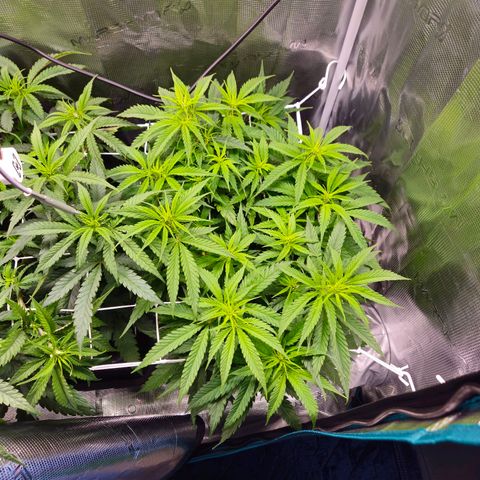 Benjis White Weed #1 growlog timeline photo