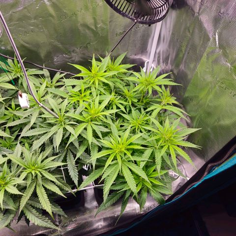 Benjis White Weed #1 growlog timeline photo