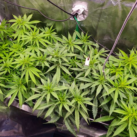 Benjis White Weed #3 growlog timeline photo
