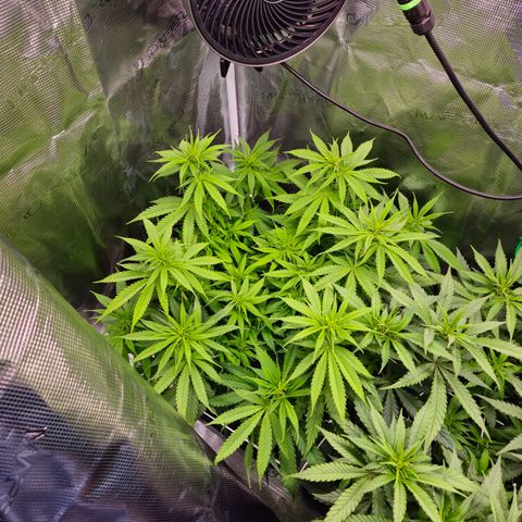 Benjis White Weed #2 growlog timeline photo