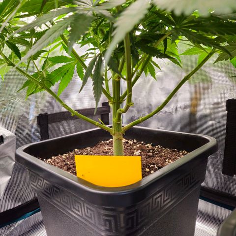 Benjis White Weed #3 growlog photo: Leichte Entlaubung der Unterseite, hoffentlich besserer Airflow dadurch, habe zu hohe RH