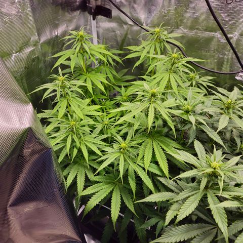 Benjis White Weed #2 growlog timeline photo