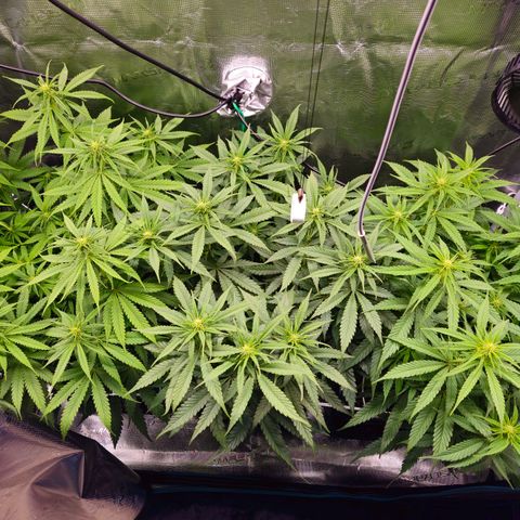 Benjis White Weed #3 growlog timeline photo