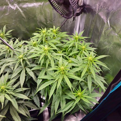 Benjis White Weed #1 growlog timeline photo