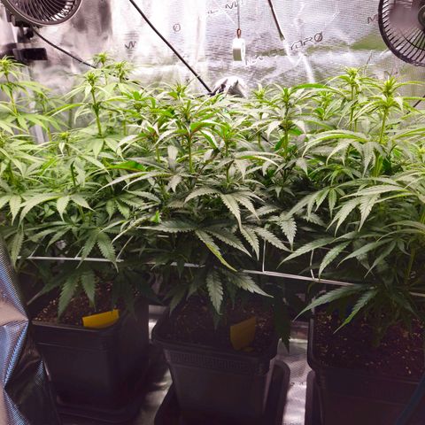 Benjis White Weed #3 growlog photo: Canopy "almost" even :D