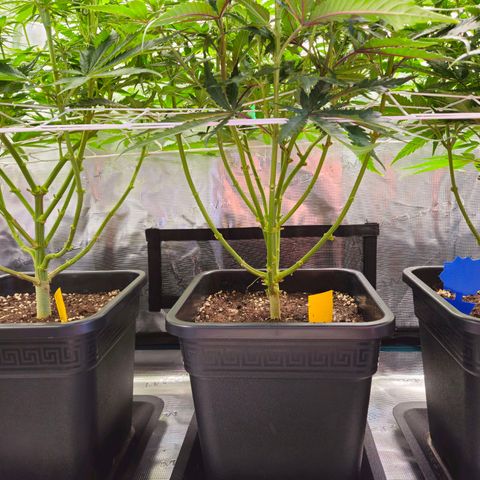 Benjis White Weed #3 growlog photo: Tag 18 // Lollipopping 