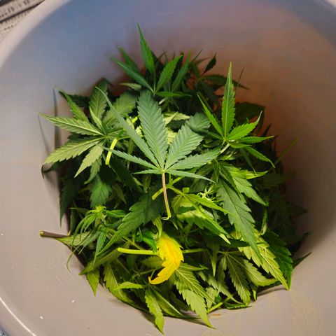 Benjis White Weed #3 growlog photo: Tag 18 // Lollipopping 