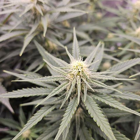 Benjis White Weed #3 growlog photo: Blüte hat begonnen, Pflanzen sehen sehr gut aus 🤘🏻😎