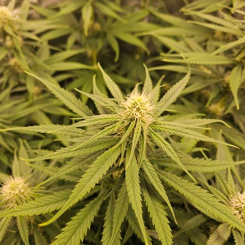 Benjis White Weed #3 growlog photo: Blüte hat begonnen, Pflanzen sehen sehr gut aus 🤘🏻😎