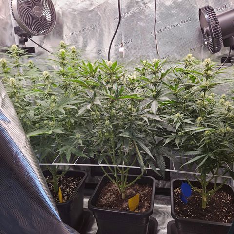 Benjis White Weed #3 growlog photo: Blüte hat begonnen, Pflanzen sehen sehr gut aus 🤘🏻😎