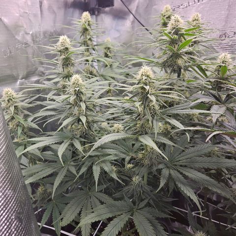 Benjis White Weed #2 growlog timeline photo
