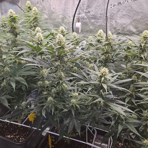 Benjis White Weed #3 growlog timeline photo