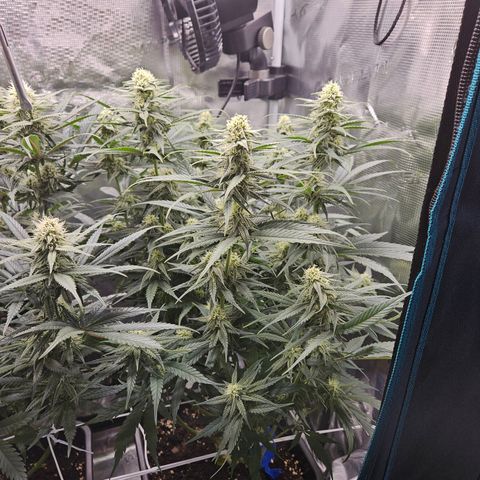Benjis White Weed #1 growlog timeline photo