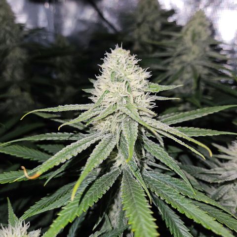 Benjis White Weed #3 growlog photo: Woche 5, Blüte läuft 😎