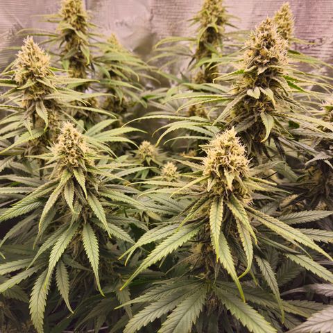 Benjis White Weed #2 growlog timeline photo