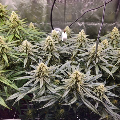 Benjis White Weed #3 growlog timeline photo
