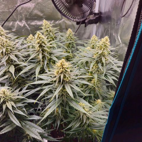 Benjis White Weed #1 growlog timeline photo