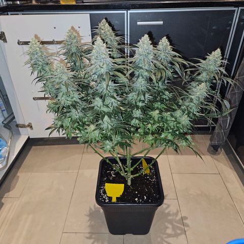 Benjis White Weed #3 growlog photo: Noternte circa 2 Wochen früher als geplant, da Pheno 2 leichten Schimmel in den Head Buds hatte... die anderen 2 sind bisher sauber, habe Ernte und Trocknungsraum seitdem strikt getrennt und die Head Buds von Pheno 2 großzügig entfernt. Ich hoffe, somit eine Ausbreitung eingedämmt zu haben :) wir werden es sehen! Einfach zu feucht draußen, ich bin sicher nicht der einzige mit bud rot... 