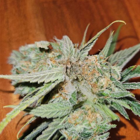 Benjis White Weed #3 growlog photo: Noternte circa 2 Wochen früher als geplant, da Pheno 2 leichten Schimmel in den Head Buds hatte... die anderen 2 sind bisher sauber, habe Ernte und Trocknungsraum seitdem strikt getrennt und die Head Buds von Pheno 2 großzügig entfernt. Ich hoffe, somit eine Ausbreitung eingedämmt zu haben :) wir werden es sehen! Einfach zu feucht draußen, ich bin sicher nicht der einzige mit bud rot... 
