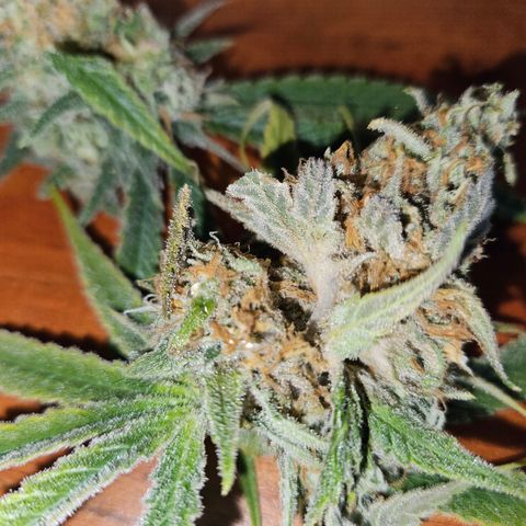 Benjis White Weed #3 growlog photo: Noternte circa 2 Wochen früher als geplant, da Pheno 2 leichten Schimmel in den Head Buds hatte... die anderen 2 sind bisher sauber, habe Ernte und Trocknungsraum seitdem strikt getrennt und die Head Buds von Pheno 2 großzügig entfernt. Ich hoffe, somit eine Ausbreitung eingedämmt zu haben :) wir werden es sehen! Einfach zu feucht draußen, ich bin sicher nicht der einzige mit bud rot... 