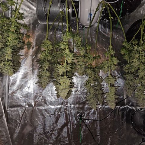 Benjis White Weed #3 growlog photo: Noternte circa 2 Wochen früher als geplant, da Pheno 2 leichten Schimmel in den Head Buds hatte... die anderen 2 sind bisher sauber, habe Ernte und Trocknungsraum seitdem strikt getrennt und die Head Buds von Pheno 2 großzügig entfernt. Ich hoffe, somit eine Ausbreitung eingedämmt zu haben :) wir werden es sehen! Einfach zu feucht draußen, ich bin sicher nicht der einzige mit bud rot... 