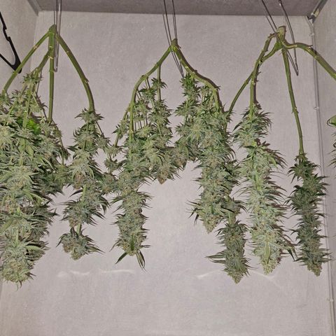 Benjis White Weed #3 growlog photo: Noternte circa 2 Wochen früher als geplant, da Pheno 2 leichten Schimmel in den Head Buds hatte... die anderen 2 sind bisher sauber, habe Ernte und Trocknungsraum seitdem strikt getrennt und die Head Buds von Pheno 2 großzügig entfernt. Ich hoffe, somit eine Ausbreitung eingedämmt zu haben :) wir werden es sehen! Einfach zu feucht draußen, ich bin sicher nicht der einzige mit bud rot... 