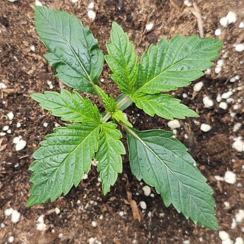 Amnesia Haze Automatic growlog timeline photo