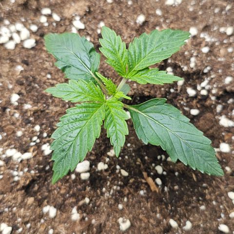 Amnesia Haze Automatic growlog timeline photo