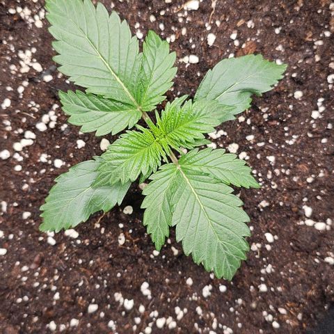 Amnesia Haze Automatic growlog timeline photo