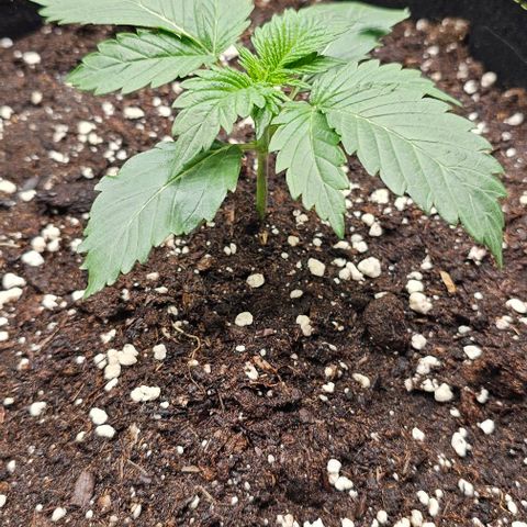 Amnesia Haze Automatic growlog timeline photo