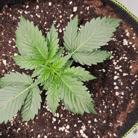 Amnesia Haze Automatic growlog timeline photo