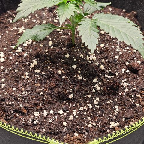 Amnesia Haze Automatic growlog timeline photo