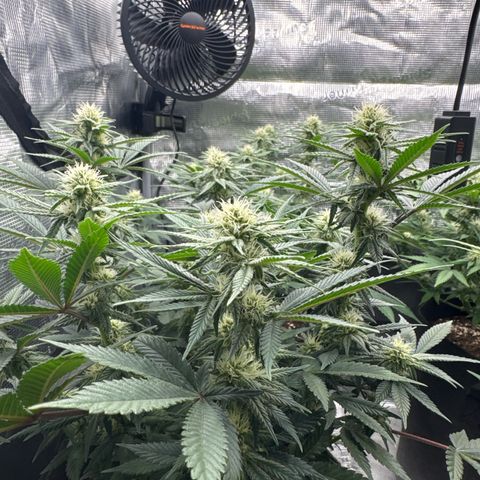 Northern Light Blue growlog timeline photo