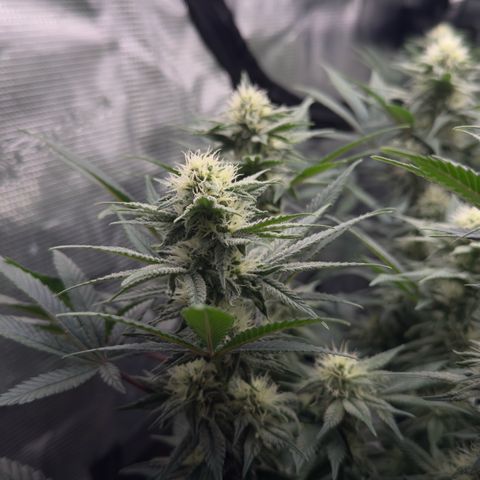 Northern Light Blue growlog timeline photo