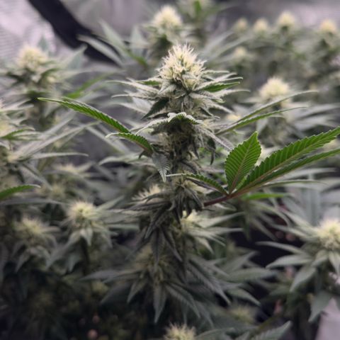 Northern Light Blue growlog timeline photo