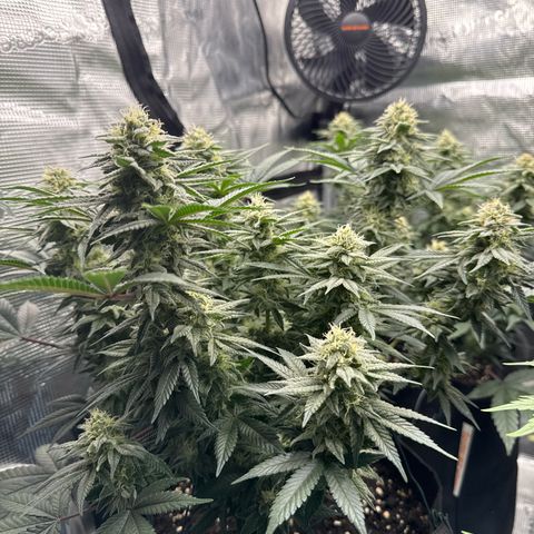 Northern Light Blue growlog timeline photo