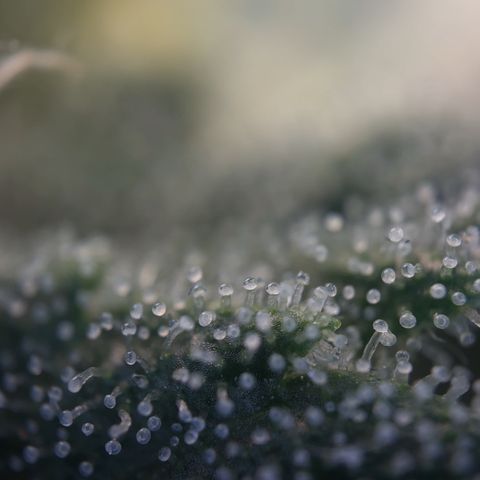 Northern Light Blue growlog timeline photo