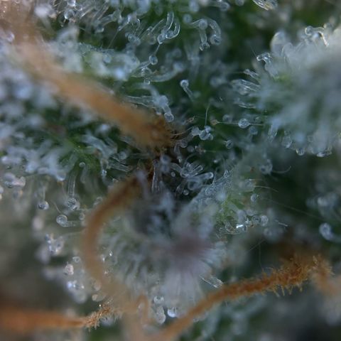 Northern Light Blue growlog timeline photo