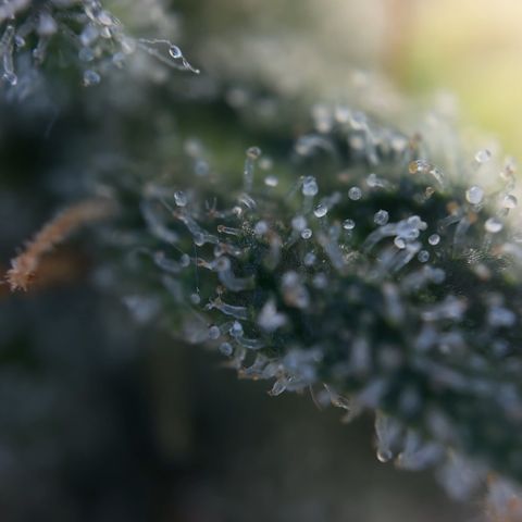 Northern Light Blue growlog timeline photo