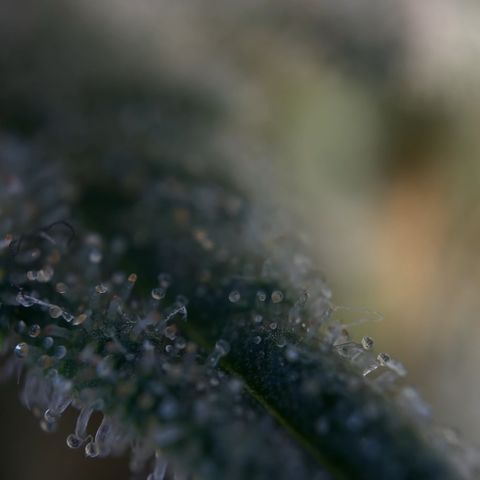 Northern Light Blue growlog timeline photo