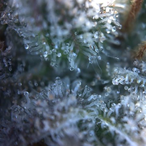 Northern Light Blue growlog timeline photo