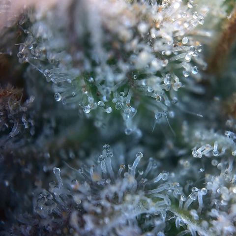 Northern Light Blue growlog timeline photo