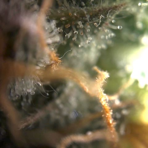 Northern Light Blue growlog timeline photo