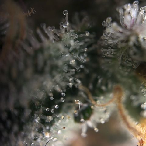 Northern Light Blue growlog timeline photo